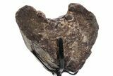 Fossil Theropod Limb Bone Section w/ Metal Stand - Colorado #354300-1